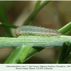 erebia melancholica daghestan larva1